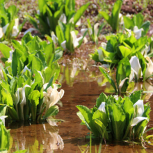 水芭蕉園の画像