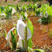 水芭蕉園の画像