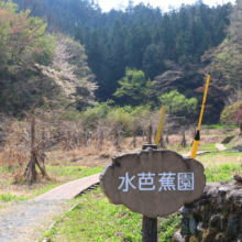 水芭蕉園の画像