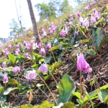 荒川白花カタクリの画像