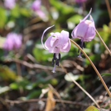 荒川白花カタクリの画像