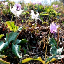 荒川白花カタクリの画像