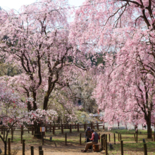 清雲寺しだれ桜の画像