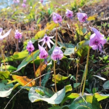 荒川白花カタクリの画像