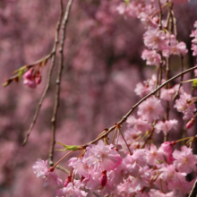 清雲寺しだれ桜の画像