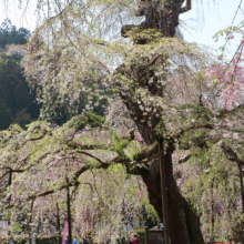 清雲寺しだれ桜の画像