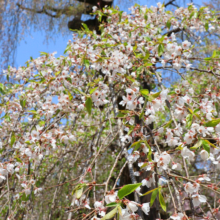 清雲寺しだれ桜の画像