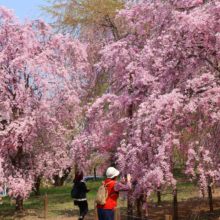 清雲寺しだれ桜の画像