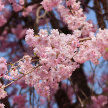 清雲寺しだれ桜の画像