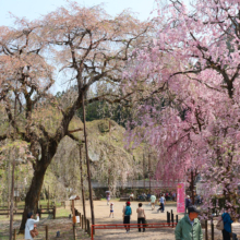 清雲寺しだれ桜の画像