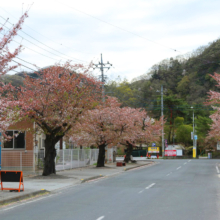 長瀞北桜通りの画像