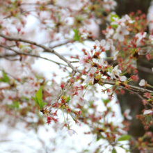 長瀞北桜通りの画像