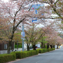 長瀞北桜通りの画像