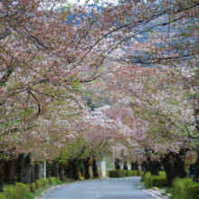 長瀞北桜通りの画像