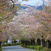 長瀞北桜通りの画像