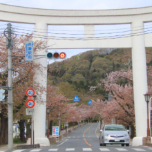 宝登山参道の桜画像