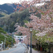 宝登山参道の桜画像