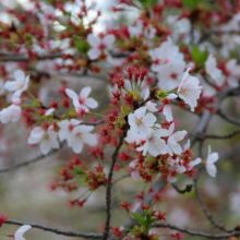 宝登山参道の桜画像