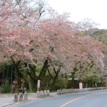 宝登山参道の桜画像