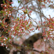 宝登山参道の桜画像