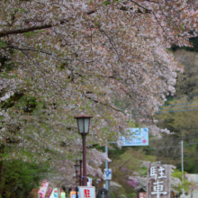 宝登山参道の桜画像