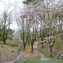 長瀞野土山の画像