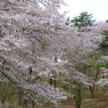 長瀞野土山の画像