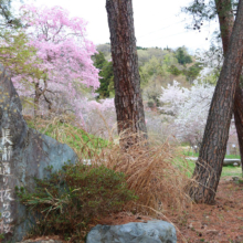 長瀞通り抜けの桜の画像