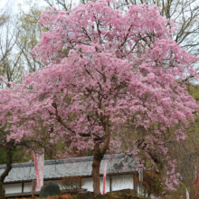 長瀞通り抜けの桜の画像