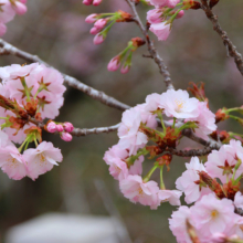 長瀞通り抜けの桜の画像