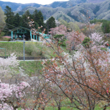 長瀞通り抜けの桜の画像