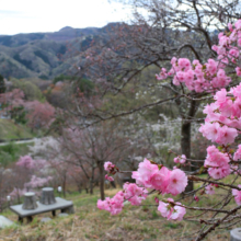 長瀞通り抜けの桜の画像