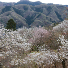 長瀞通り抜けの桜の画像