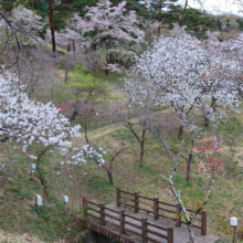 長瀞通り抜けの桜の画像