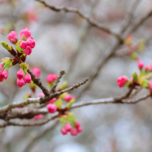 長瀞通り抜けの桜の画像