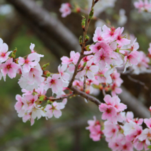 長瀞通り抜けの桜の画像