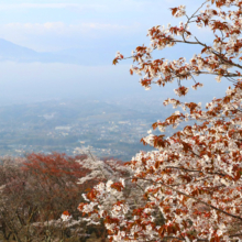 美の山公園桜の画像