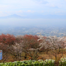 美の山公園桜の画像