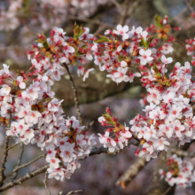 美の山公園桜の画像