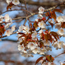 美の山公園桜の画像