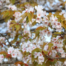 美の山公園桜の画像