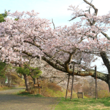 美の山公園桜の画像