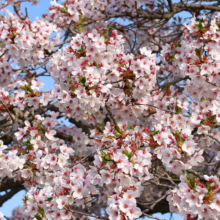 美の山公園桜の画像