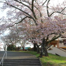 美の山公園桜の画像