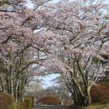 美の山公園桜の画像