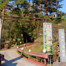 通り抜けの桜の画像