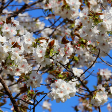 通り抜けの桜の画像