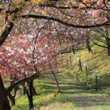 通り抜けの桜の画像