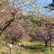 通り抜けの桜の画像