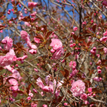 通り抜けの桜の画像